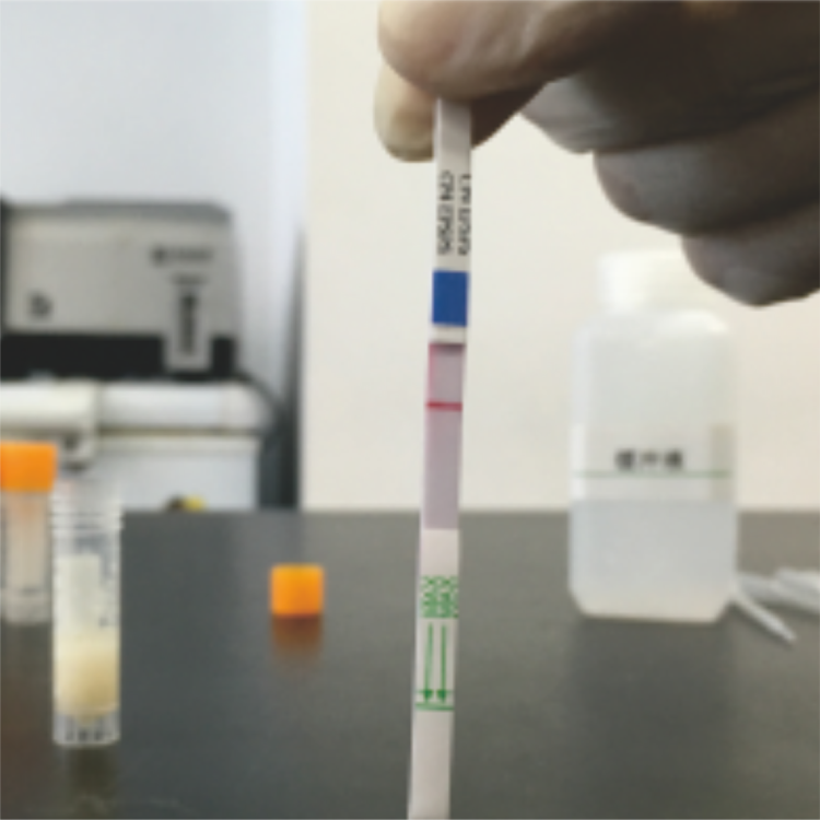 轉(zhuǎn)基因快速檢測試紙（抗除草劑系列）